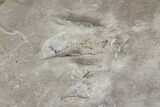 Fossil Bird Tracks - Green River Formation, Utah #106126-8